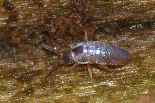 Lepidocyrtus curvicollis